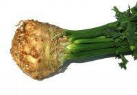 Celery Celery