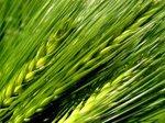Wheatgrass Wheatgrass