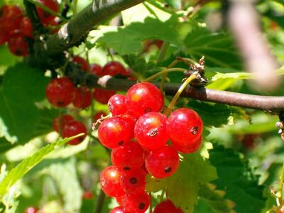 Red currant Red currant