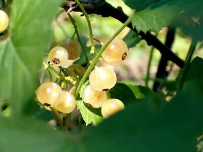 White currant White currant