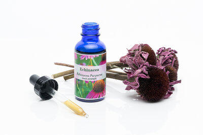Echinacea per il raffreddore Echinacea per il raffreddore