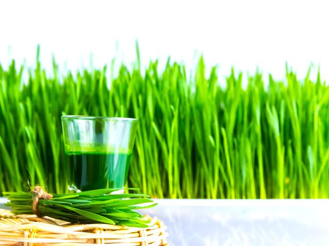 šťáva wheatgrass